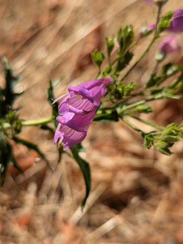 Image of Penstemon richardsonii by (c) Dominic Gentilcore, some rights reserved (CC BY)