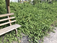 Cryptocarpus pyriformis