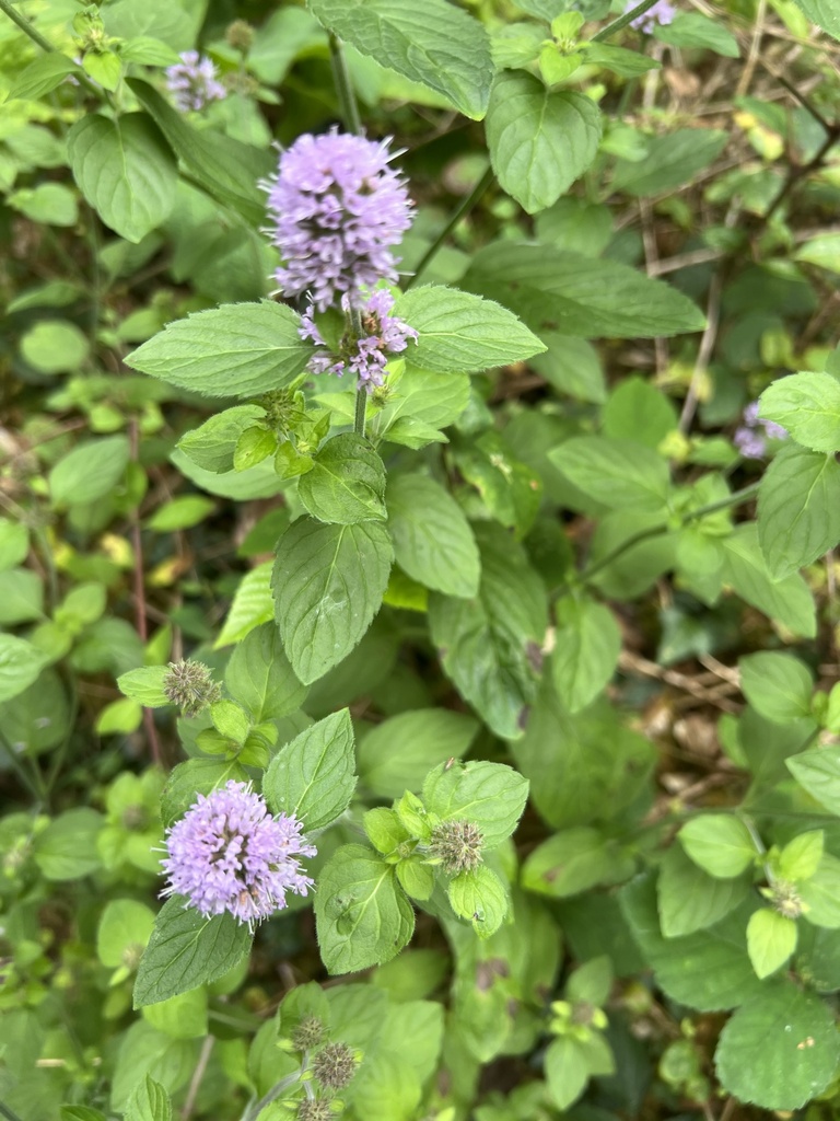 Watermint watermint from Dartmoor National Park, Newton Abbot, England, GB on ...