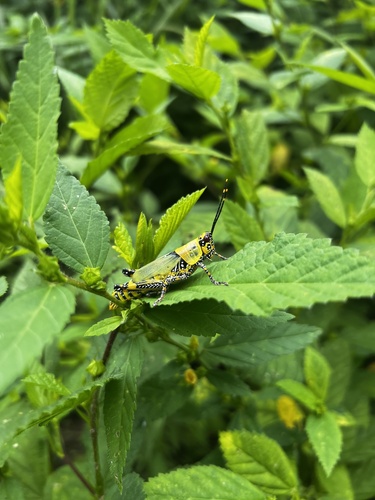 Variegated grasshopper