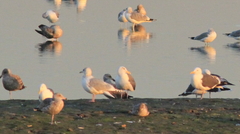 Larus glaucoides thayeri