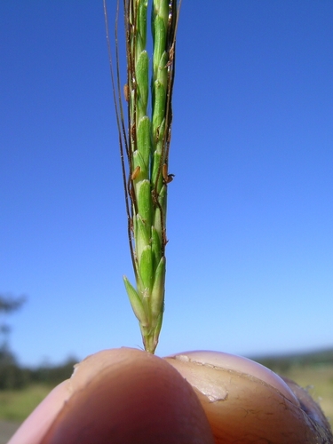 Dichanthium tenue