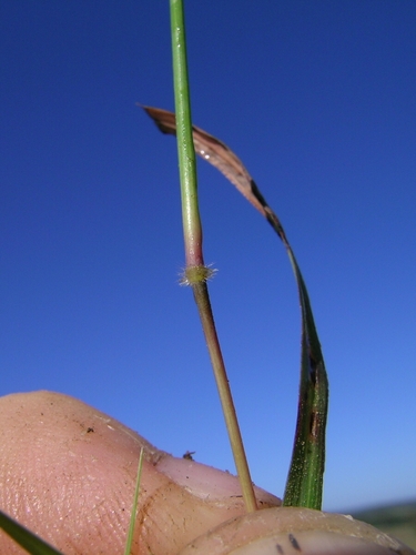 Dichanthium tenue