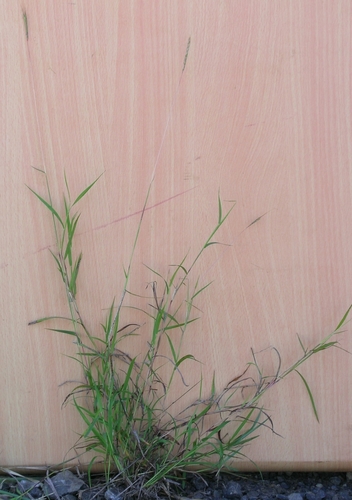Dichanthium tenue