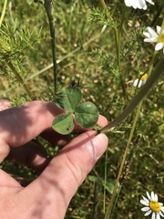 Trifolium incarnatum