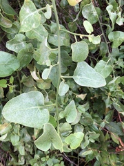 Cryptocarpus pyriformis