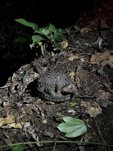 White-bellied Pangolin
