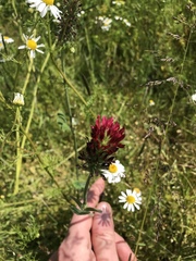 Trifolium incarnatum