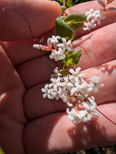 Image of Leucopogon amplexicaulis by (c) Will Cornwell, some rights reserved (CC BY)