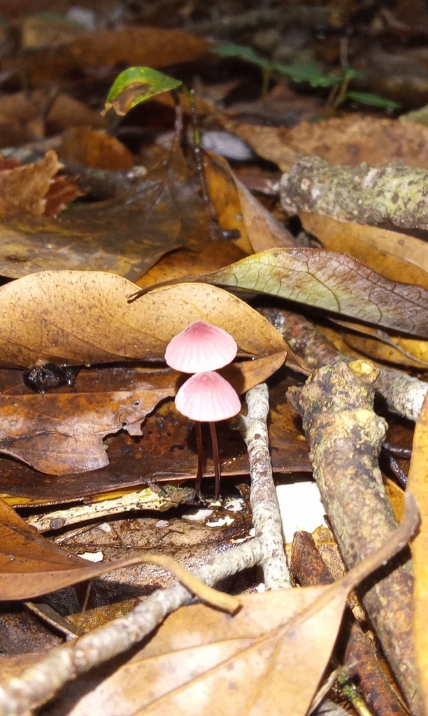 Marasmius pulcherripes · August 2024 · photo: © hector_montero (iNaturalist, cc-by)
