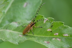 Agapanthia dahli