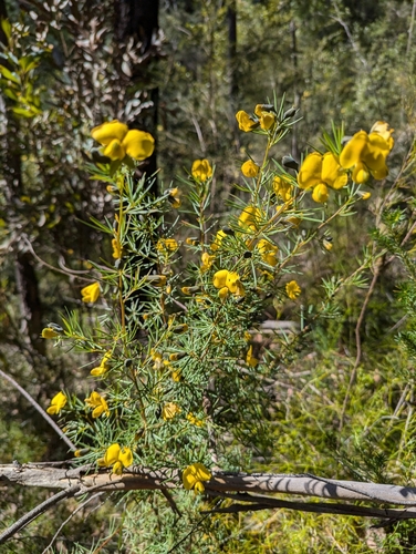 Image of Gompholobium grandiflorum by (c) Will Cornwell, some rights reserved (CC BY)