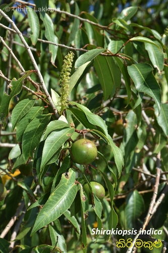 Shirakiopsis indica
