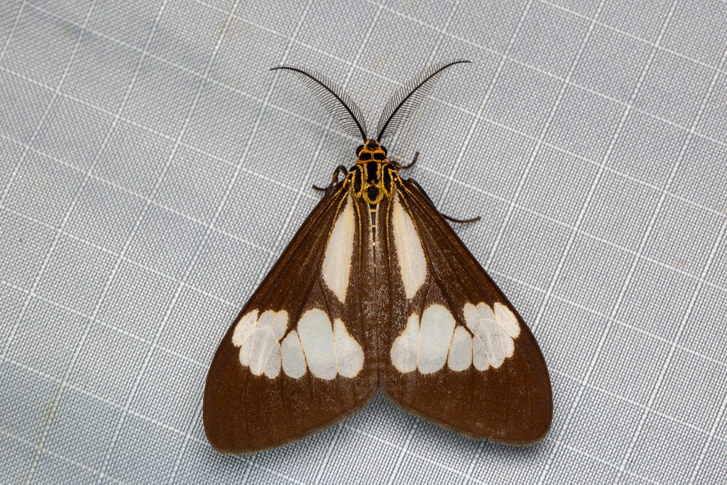 Asian Magpie Moth
