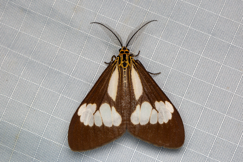 Nyctemera consobrina