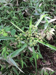 Cyperus virens