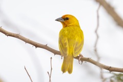 Ruvu Weaver photo 5