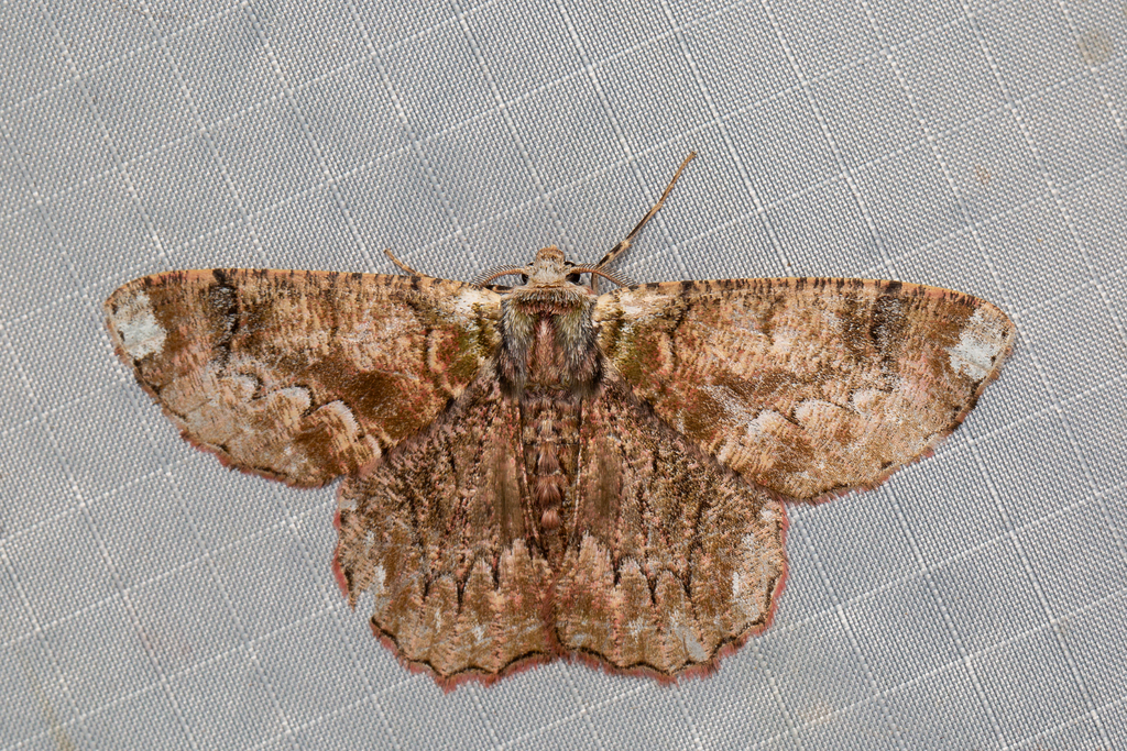 Lophophelma obtecta