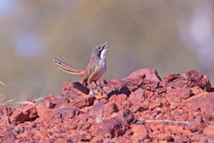 Carpentarian Grasswren photo 3
