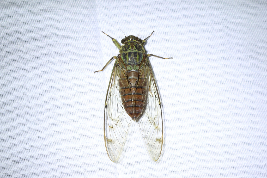 Trombonia gemella