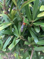 Milionia zonea pryeri