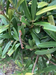 Milionia zonea pryeri