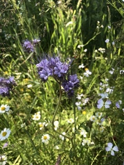 Phacelia tanacetifolia