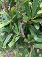 Milionia zonea pryeri