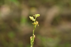 Crepidium purpureum, photograph (c) Yung-Lun Lin, some rights reserved (CC BY)