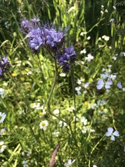 Phacelia tanacetifolia