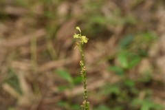 Crepidium purpureum, photograph (c) Yung-Lun Lin, some rights reserved (CC BY)