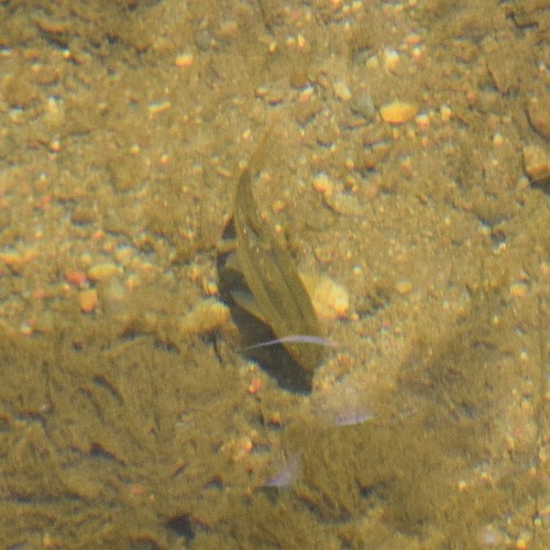 Hesperoleucus venustus