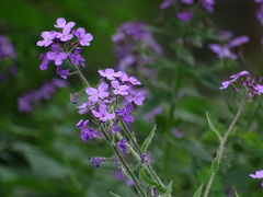 Hesperis