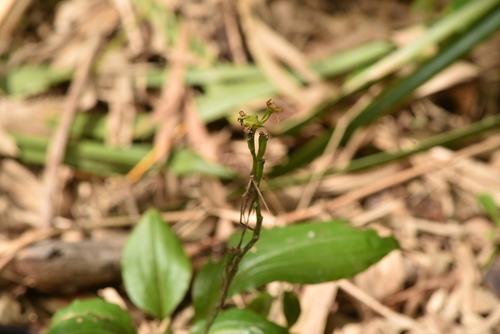 Crepidium purpureum, photograph 5