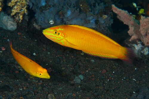 Canary wrasse (Halichoeres chrysus) — Labridae — 5