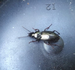 Pterostichus oblongopunctatus