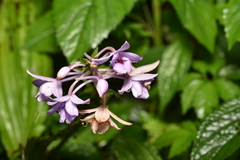 Calanthe masuca