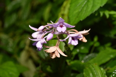 Calanthe masuca, photograph Yung-Lun Lin, CC BY, iNaturalist via GBIF