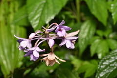 Calanthe masuca, photograph Yung-Lun Lin, CC BY, iNaturalist via GBIF