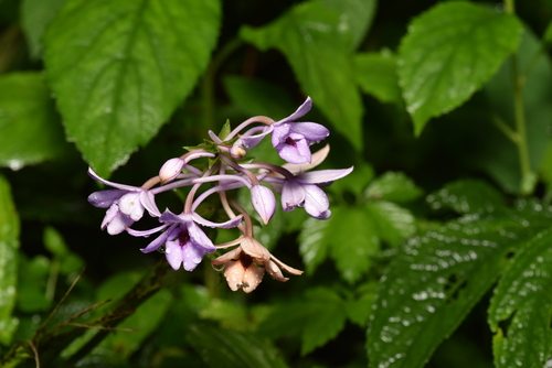 Calanthe masuca, photograph 3