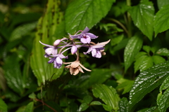 Calanthe masuca, photograph Yung-Lun Lin, CC BY, iNaturalist via GBIF