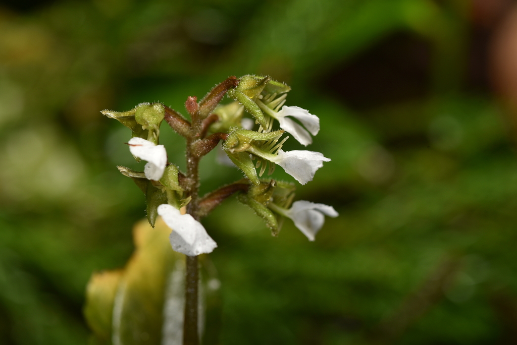Odontochilus brevistylis