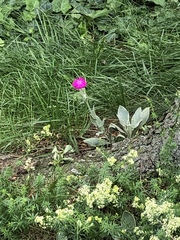 Silene coronaria