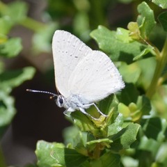 Satyrium sylvinus dryope