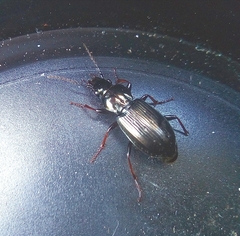 Pterostichus oblongopunctatus