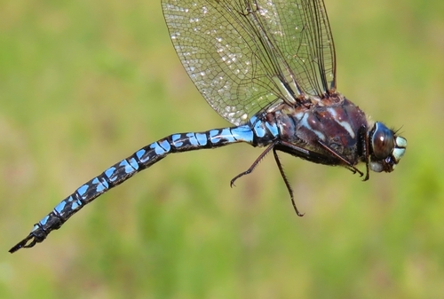 Azure Hawker