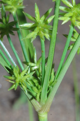 Cyperus grayi