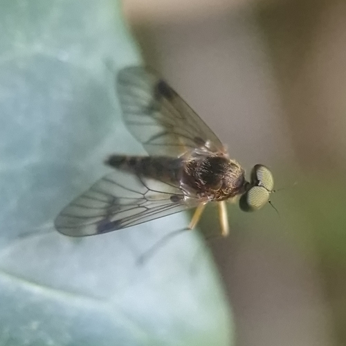 Chrysopilus nubecula nuotrauka
