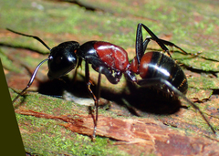 Camponotus hemichlaena