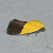 Half-yellow Moth - Photo (c) Royal Tyler, some rights reserved (CC BY-NC-SA), uploaded by Royal Tyler